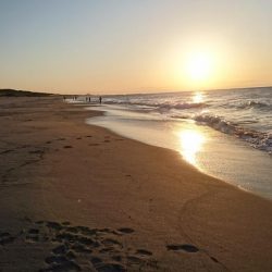 ヘダイならいます