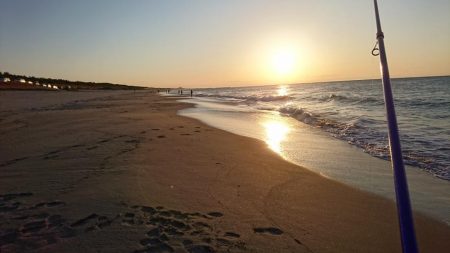 ヘダイならいます