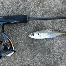 アジング&メバリング