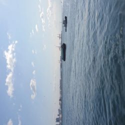 ベイト持ち帰り。