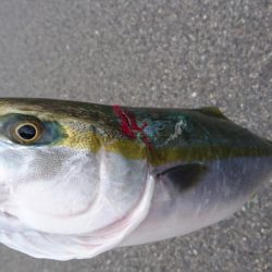 イワシ vs ルアー