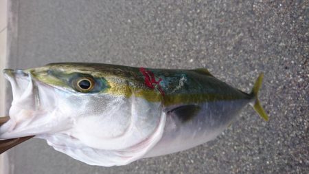 イワシ vs ルアー