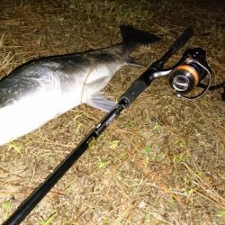 シーバスゲット