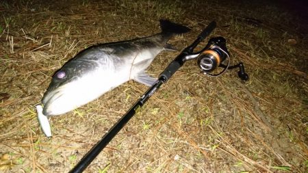 シーバスゲット