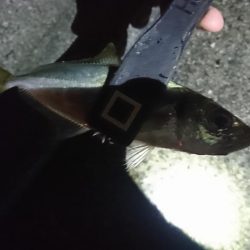 佐田岬遠征2日目