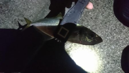 佐田岬遠征2日目