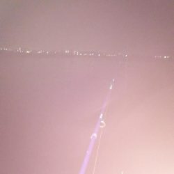 今日もタチウオ