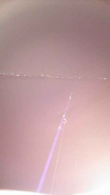 今日もタチウオ