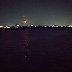 今日もタチウオ