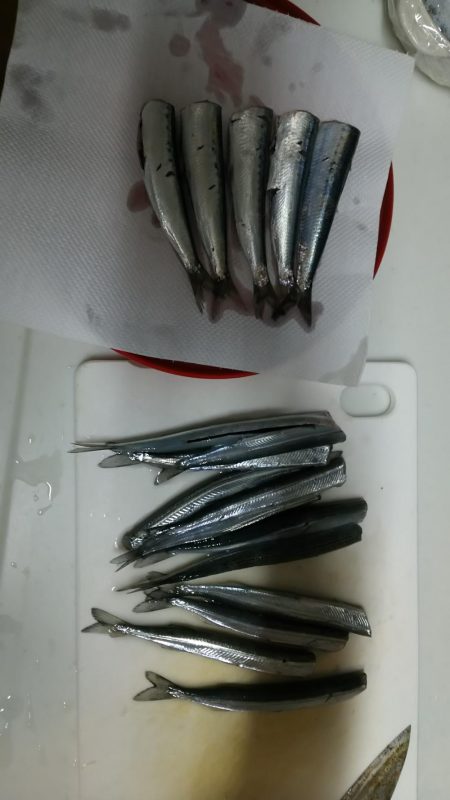 ファミリーフィッシング