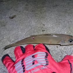 高級魚ゲット！