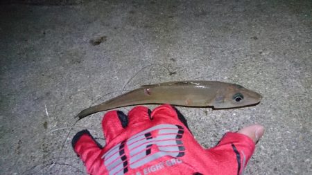 高級魚ゲット！