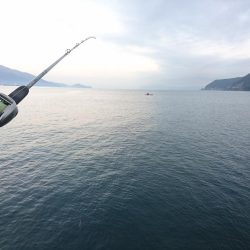 敦賀の秋サゴシ