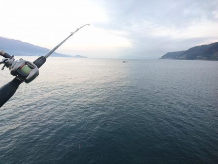 敦賀の秋サゴシ