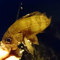 ナイトライトゲーム