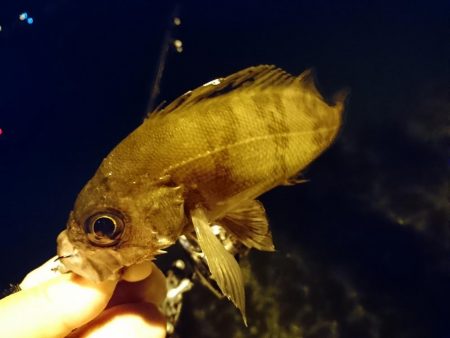 ナイトライトゲーム