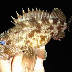 ライトゲーム調査