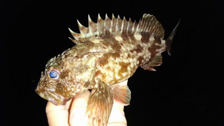 ライトゲーム調査