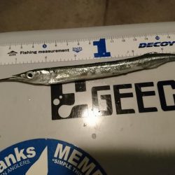 イワシ釣りのつもりがサヨリ救い