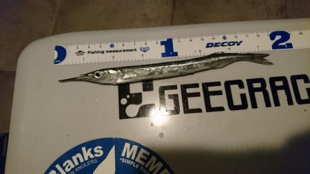 イワシ釣りのつもりがサヨリ救い