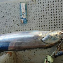 松山 オフショアタチウオ大爆釣!