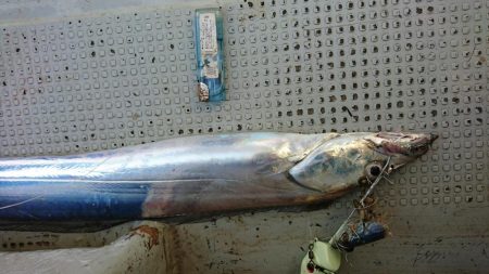 松山 オフショアタチウオ大爆釣!