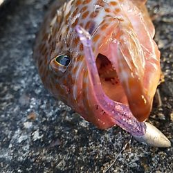 イカ不発も根魚祭り