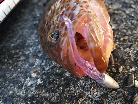 イカ不発も根魚祭り