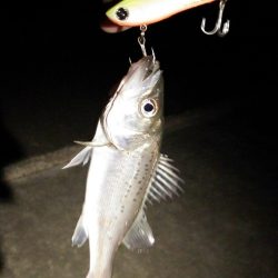 チーバス大漁！