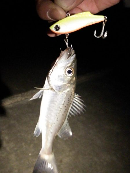 チーバス大漁！