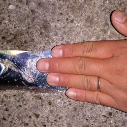 夕マズメ タチウオ