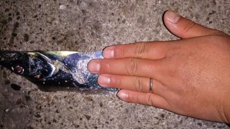 夕マズメ タチウオ