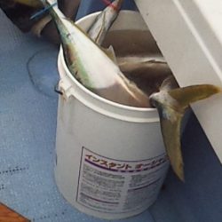 サイズアップヒラマサ