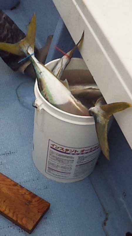 サイズアップヒラマサ