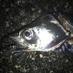 かなりスレて来た感じ?