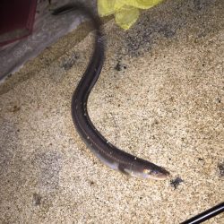 昨日に続いてタチウオ釣行