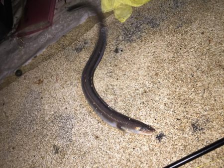 昨日に続いてタチウオ釣行