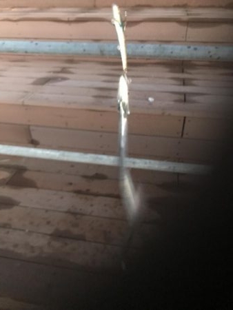 舞洲タチウオ渋い〜