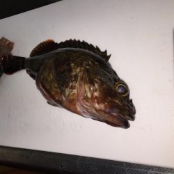 半日でコレ……