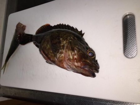 半日でコレ……