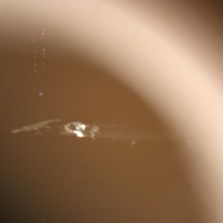 タチウオサイズダウン、、、