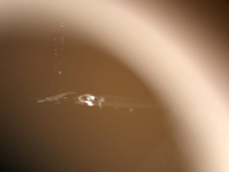 タチウオサイズダウン、、、