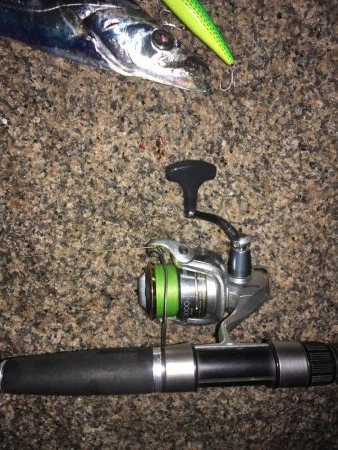 太刀魚すら渋い