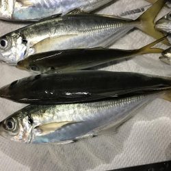 アジング釣行記