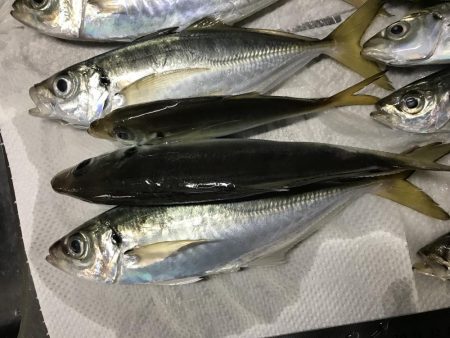 アジング釣行記