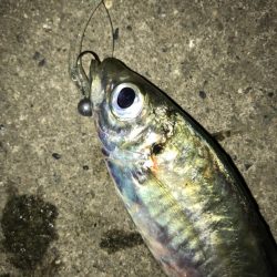 これがマゴバチの威力か！？