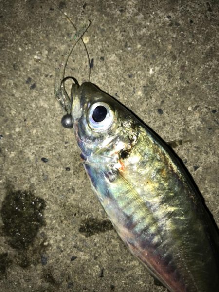 これがマゴバチの威力か！？