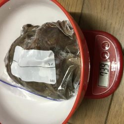 今日もやっぱりタコ!