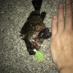 初のクロソイ!?