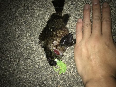 初のクロソイ!?